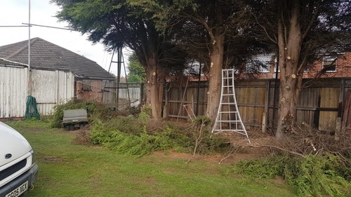 Hedge cutting tripod - hedge,